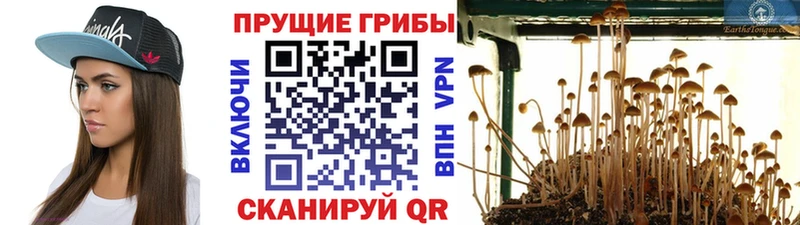 как найти наркотики  Урень  Псилоцибиновые грибы прущие грибы 